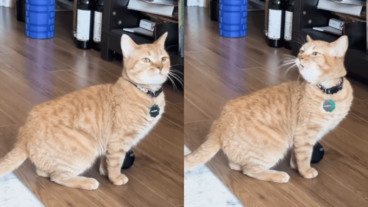 cala-the-popular-i-go-meow-cat-dies-of-old-age-fans-flood-internet-with-emotional-goodbyes-viral-videos